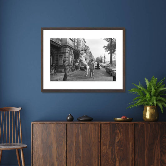 Zwart-witfoto uit 1972 van een circuspaard voor Theater Carré aan de Amstel in Amsterdam. – donkerbruine wissellijst in woonkamer